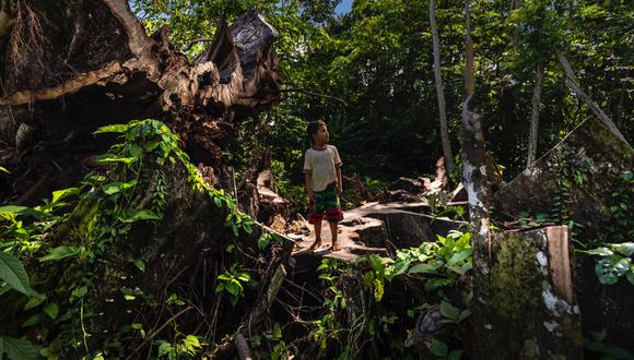 Alrededor del 37% de toda la madera producida en la selva peruana es de origen ilegal.