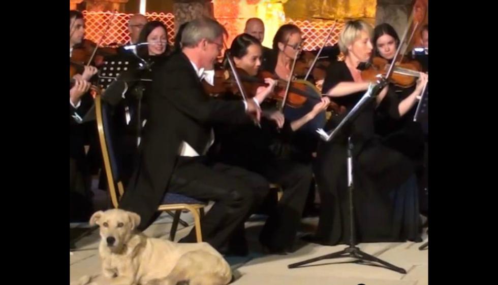 Un perro melómano se vuelve sensación en las redes sociales. ¿Qué ocurrió? El can ingresó a un concierto al aire libre de la Orquesta de la Cámara de Viena en Turquía e interrumpió su presentación. (Captura)