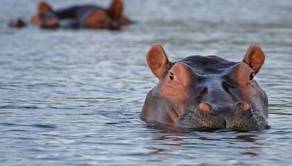 Un hipopótamo engulle a un niño de dos años entero y lo escupe vivo. (Foto: Referencial / Pixabay)