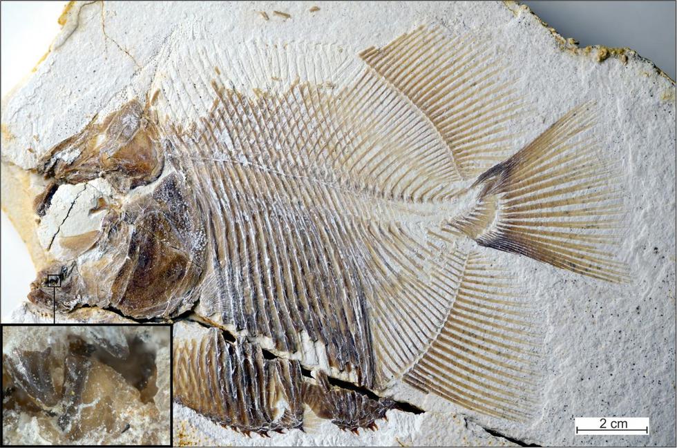 Hallan el fósil más antiguo de un pez carnívoro y es muy parecido a las pirañas actuales. (Current Biology)