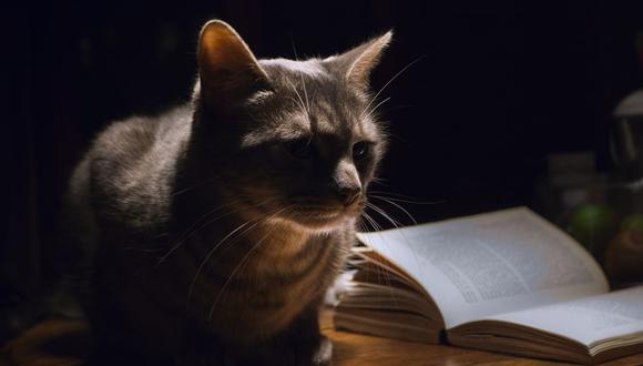 Joaquim parecía ser un inofensivo y educado gato, hasta que su dueña comprobó su travesura diaria. (Foto: Pixabay)