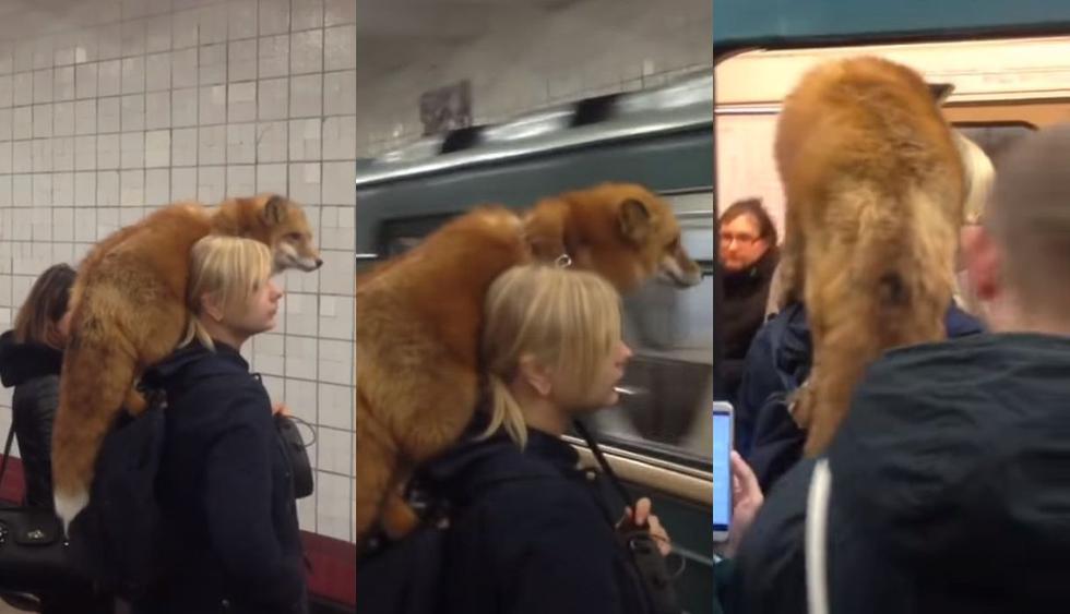 A Facebook el video de una mujer que espera el tren del Metro de Moscú cargando un zorro. La reacción de los usuarios volvió viral al clip en las redes sociales. (Foto: Captura)