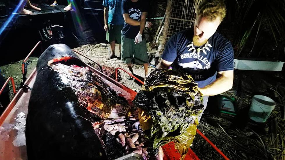 En la autopsia del cetáceo los biólogos marinos de un museo en Filipinas descubrieron decenas de bolsas y sacos. (D' Bone Collector Museum Inc.)