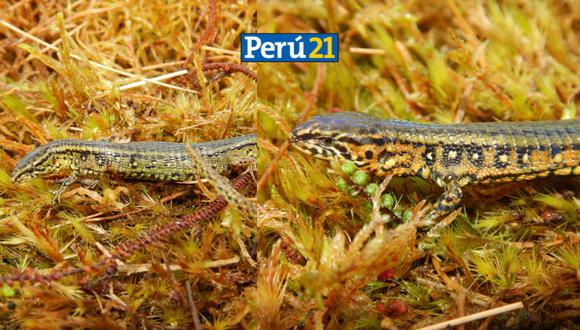 La especie de lagarto fue descubierta en tierras peruanas./ Foto: Composición - Difusión