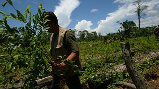 Gobierno retrocede en política de erradicación de hojas de coca