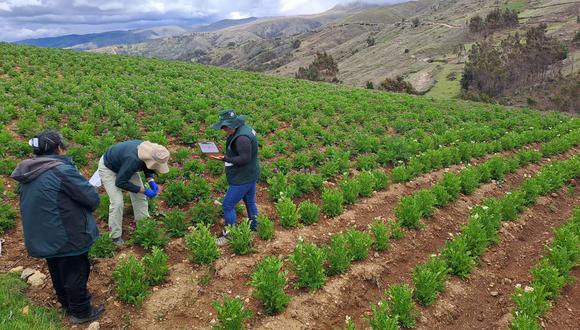 Los trabajos son liderados por la Estación Experimental Agraria Santa Ana del INIA- entidad adscrita al del Ministerio de Desarrollo Agrario y Riego.