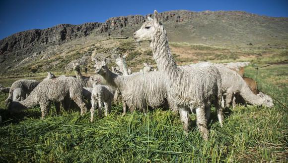 Perú representó hasta septiembre de 2020 el 71.7% de la producción mundial de alpaca. (Foto: GEC)