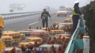 China: Más de 2,000 gallinas bloquearon autopista tras accidente de camión