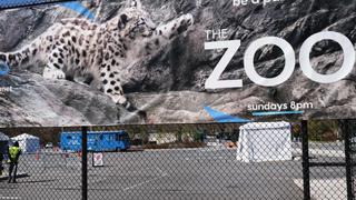 Ocho felinos, entre tigres y leones, han dado positivo al COVID-19 en zoológico de Nueva York