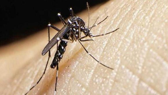 Para reducir la población de mosquitos, es necesario eliminar los criaderos donde estos insectos se reproducen, dice especialista.