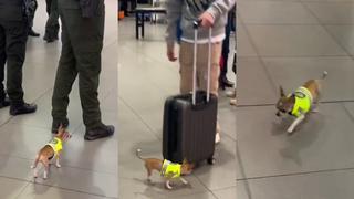 Un chihuahua “pone orden” en aeropuerto trabajando como perro antidrogas