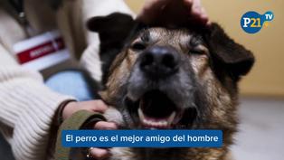 El 28 de mayo se celebra el ‘Día del Perro sin Raza’