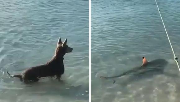 El animal se lanzó al agua sin pensarlo dos veces. (Foto: @neptonics_worldwide | Instagram)