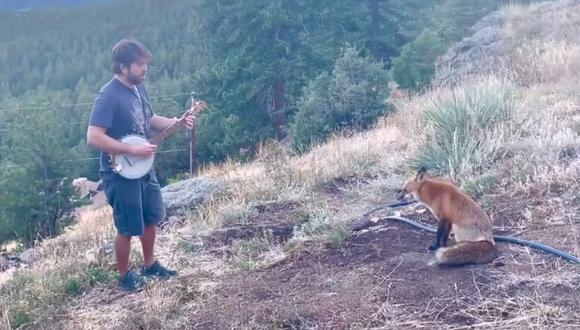 Un músico toca el banjo para un zorro en una zona boscosa de Colorado, Estados Unidos. | Crédito: Andy Thorn — ThornHub / YouTube