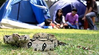Alerta en cinco regiones por ataque de serpientes