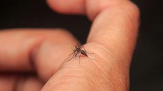 Argentina: fallecen dos personas por brotes de dengue y sarampión
