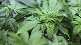 EEUU: Florida aprueba uso restringido de la marihuana con fines médicos