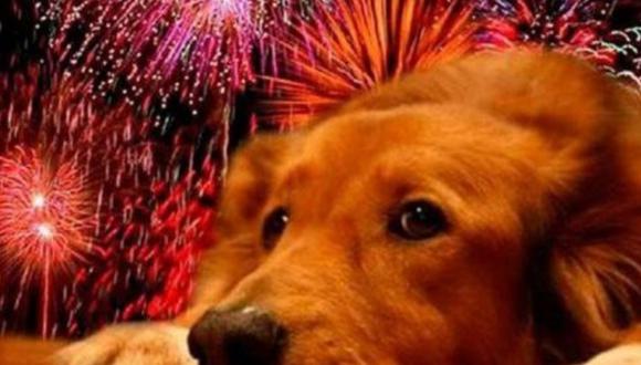 Cuida a tus mascotas en este Año Nuevo y apunta cómo calmarlas por el ruido de los fuegos artificiales. (Foto: Difusión)