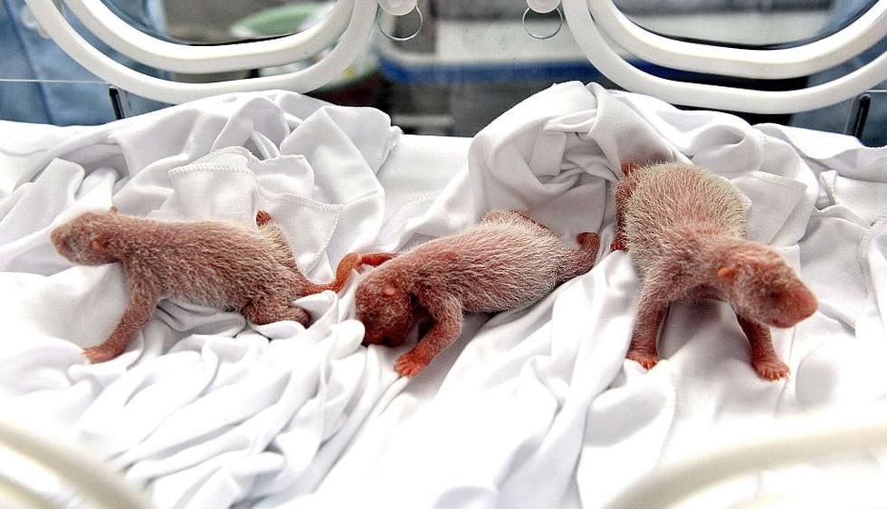 Nacimiento de los pandas trillizos es considerado un milagro, debido a la dificultad que tiene esta especie para reproducirse. (AFP)