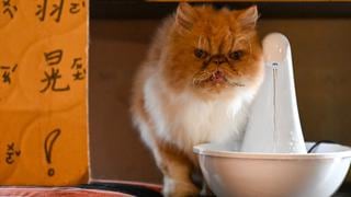 Reino Unido: Estudio revela que todos los gatos domésticos presentan rasgos psicópatas