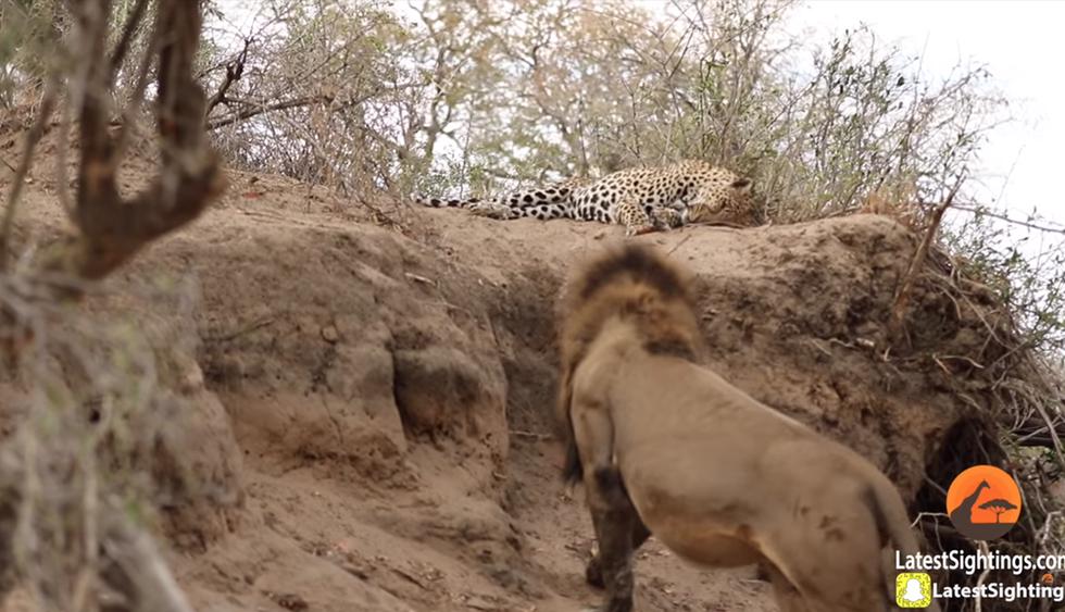 León se acercó a leopardo que dormía plácidamente y lo sorprendió con insólita maniobra. El video es viral en YouTube. (Kruger Sightings)<br>
