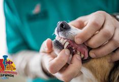 Tu veterinario responde: ¿Cómo me encargo del cuidado dental de mi mascota?