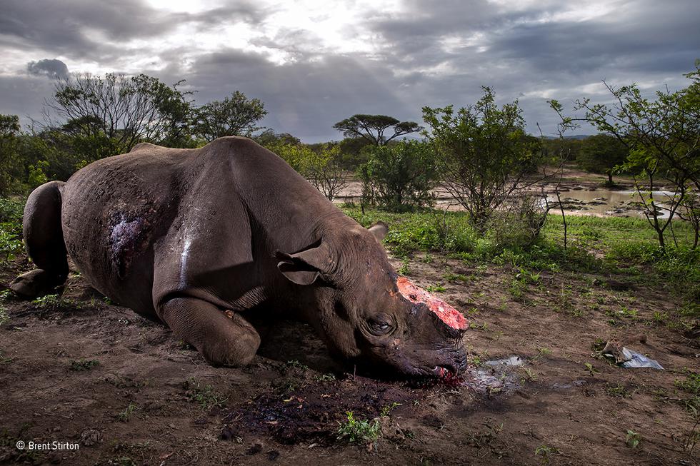 Fotografía ganadora en la categoría: Fotógrafo del año.
Un rinoceronte negro del parque Hluhluwe Imfolozi de Sudáfrica muerto, luego que unos cazadores lo emboscaran para robar su cuerno.