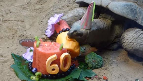'Henry' es una de las tortugas más queridas en el zoológico y tuvo su fiesta. (Foto: Facebook Clyde Peeling's Reptiland)