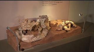 Argentina: descubren restos de tortuga que vivió hace 205 millones de años 