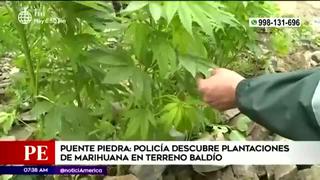 Policía encuentra plantación de marihuana en terreno abandonado