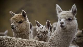 Mincetur: Marca ‘Alpaca del Perú’ logra posicionarse en nuevos mercados del mundo