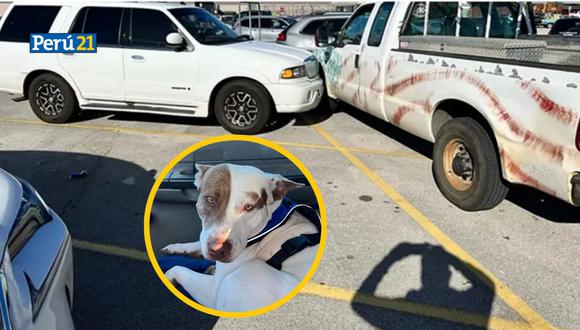 La Policía compartió imágenes del perrito al interior del vehículo. “Realmente tiene una mirada de culpable en la cara”, añadió.