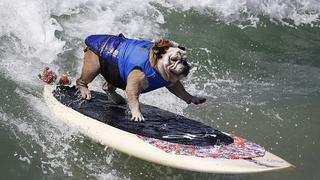 EEUU: Mascotas conquistaron las olas en el Surf City Dog [Fotos]