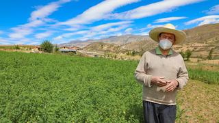 Cajamarca: familias de la comunidad de Namora salen adelante con apoyo al cultivo de alfalfa