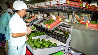 Palta Hass se consolidará como uno de los principales productos agrarios peruanos de exportación