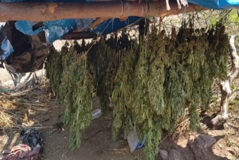 Policía erradica 8 mil plantones de marihuana en el Vraem. (MininterPerú)