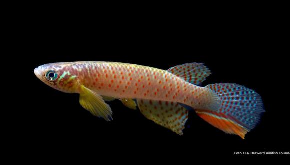 El nuevo pez Moema Juanderibensis. Foto: Cortesía de Heinz Arno Drawert y la fundación Killfish
