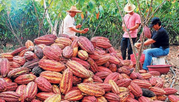 Se encontraron semillas de cacao con 5,500 años de antigüedad en Jaén, Cajamarca. Foto: Andina