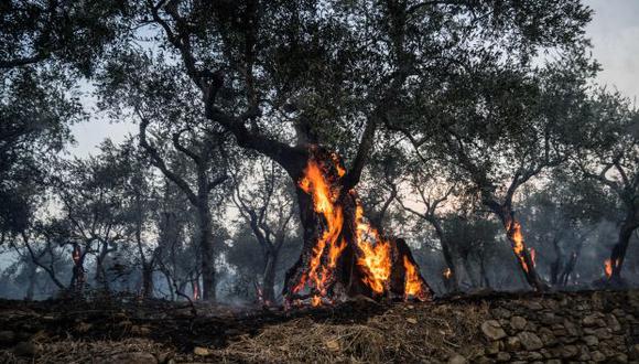 Los olivos arden en el pequeño pueblo de Montemagno evacuado durante la noche, cerca de Pisa en la región de la Toscana. (Foto: AFP)