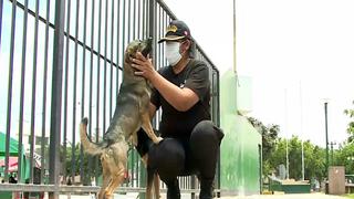 Perros callejeros ayudan a serenazgo con la captura de un delincuente en Santa Anita