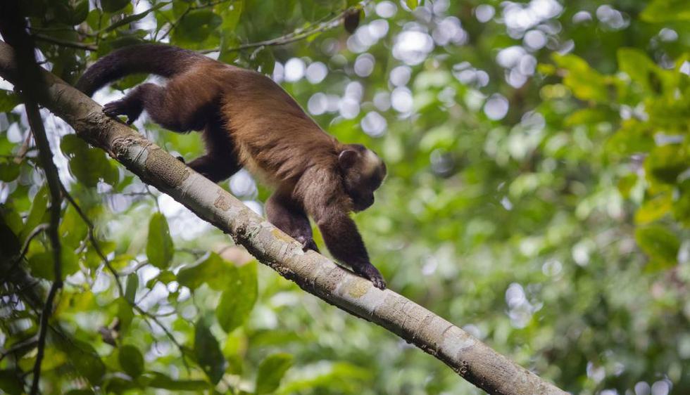 Un mono capuchino marrón en el Parque Nacional del Manu. (Enrique Castro-Mendivil/Reuters)