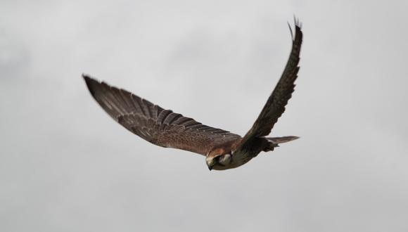 Un halcón marino protagonizó un increíble momento grabado en video. (Foto: Pixabay/Referencial)