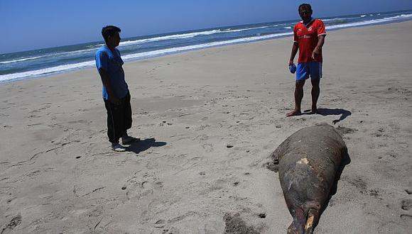 Piura: Pescadores mataron con veneno a delfines y lobos marinos. (USI/Referencial)