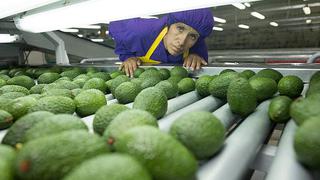 Chile abre mercado a pequeños productores de Palta Hass de la sierra central