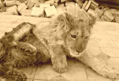 ¡Salvaron a Simba!, cachorro de león al que fracturaron sus patas para que turistas se tomen fotos con él