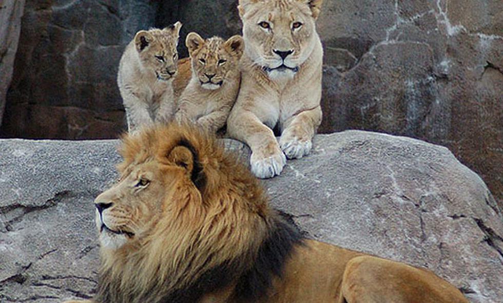 De acuerdo a Dereck Joubert, explorador del National Geographic que vive en Botsuana, quedan solo 20 mil leones en África. Hace 50 años, existían cerca de 450 mil. Según sus cálculos, cinco leones son asesinados diariamente en África. (Internet)