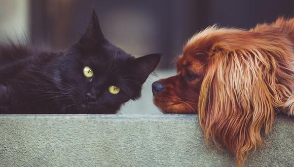 Los animales domésticos o mascotas son todos los que vivan en el entorno humano familiar, como perros y gatos. (Foto: Pixabay)