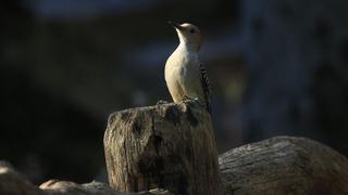 Estados Unidos señala que el pájaro carpintero y otras 22 especies se extinguieron