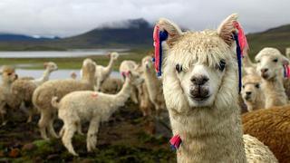 Acuerdo entre Grupo Inca y productora de fibra de alpaca favorece la investigación de este fino producto