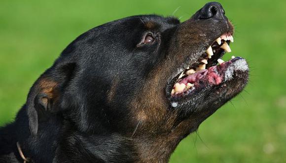 ¿Qué dice la ley de tenencia de canes potencialmente peligrosos? (Getty)